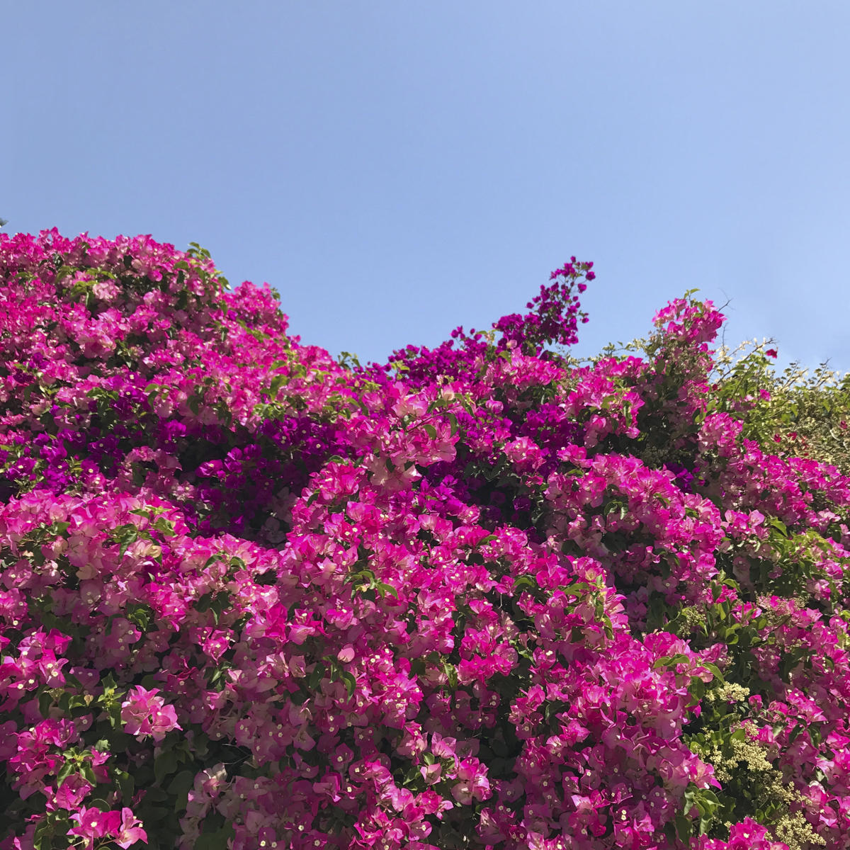 photo of full, bright pink flower bushes